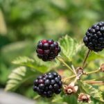blackberries brambles zarzamoras zarza raspberrie