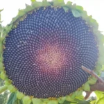 Girasol gigante Helianthus Annuus Giganteus