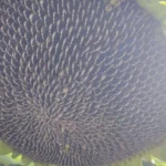 Planta de Girasol Mamút Ruso