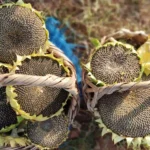 Semillas de Girasol Mamút Ruso