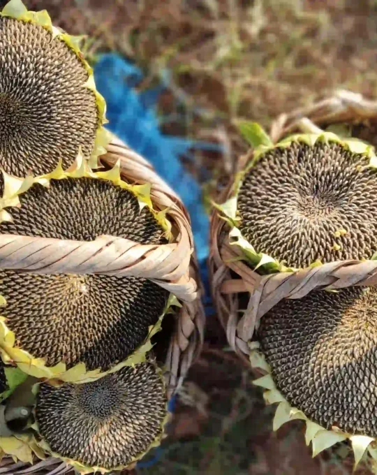 Semillas de Girasol Mamut Ruso de Rootedy, ideales para cultivar girasoles gigantes en tu jardín.