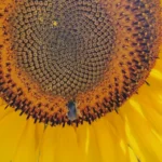 Abeja en girasol gigante ruso polinizando