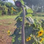 Girasol gigante